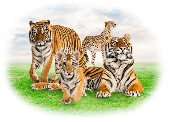 Tiger Kingdom Phuket