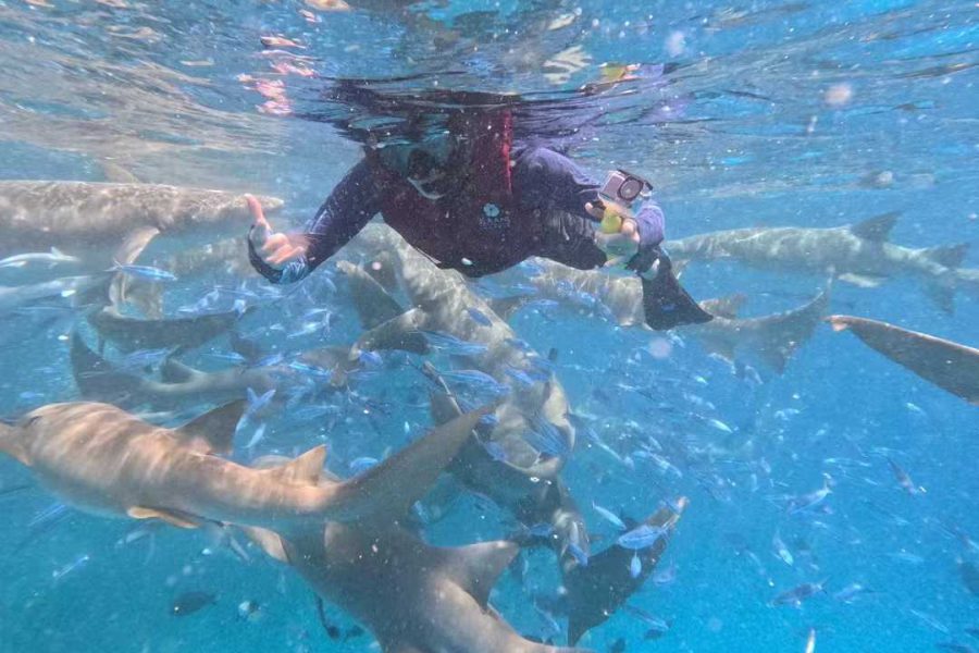 Tariq Tours in Luxor (Hot Air Balloon Rides, Temple Tours, Nile Cruise, Diving Trips, Safaris & Camping )